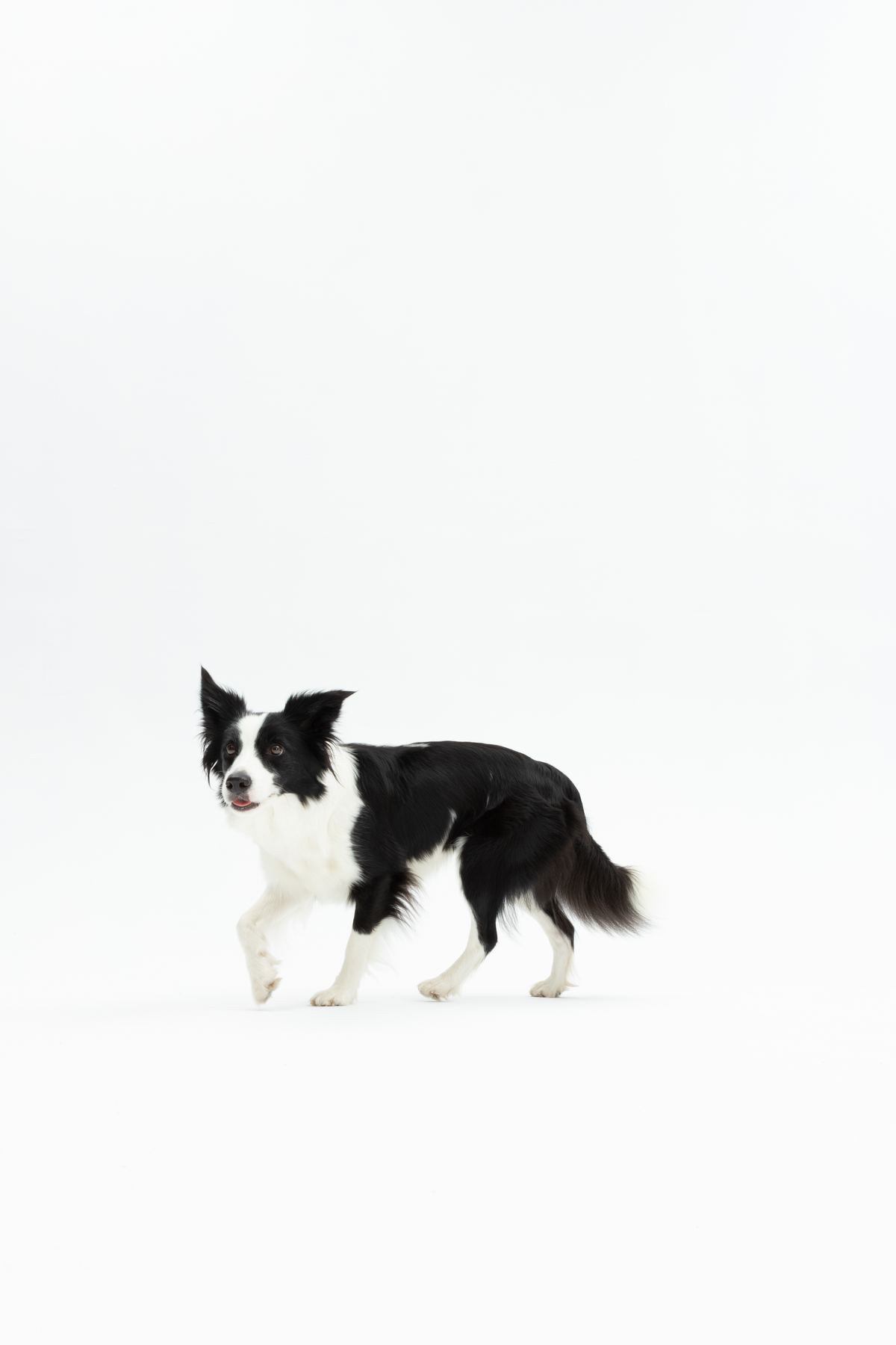 Chilli — tryptyk 2